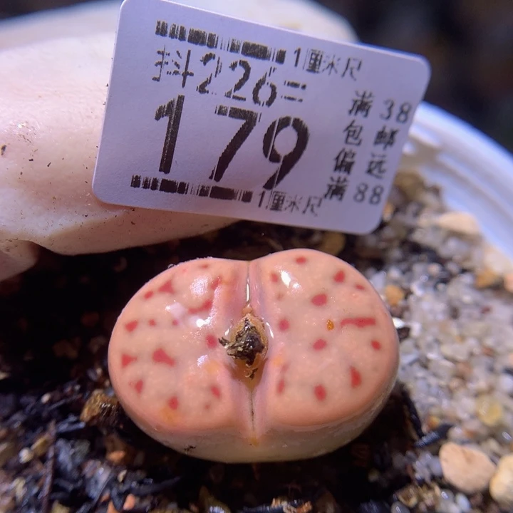 精品生石花226.179