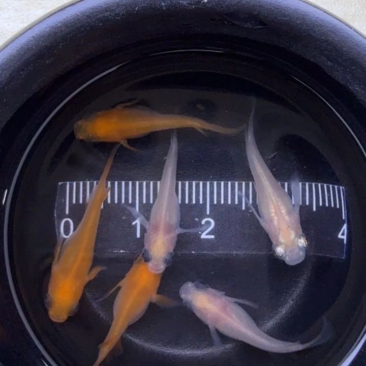 青鳉鱼出目球体混搭31号