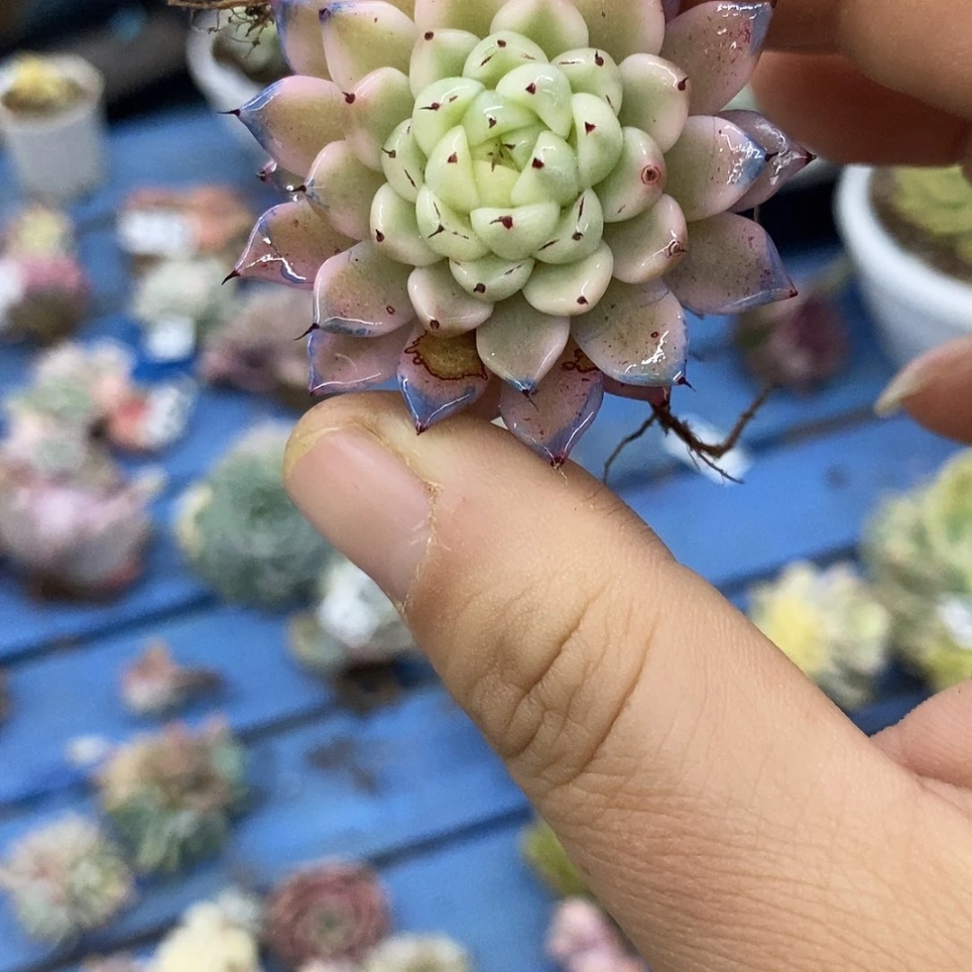 736妲己锦多肉植物哇啦塞