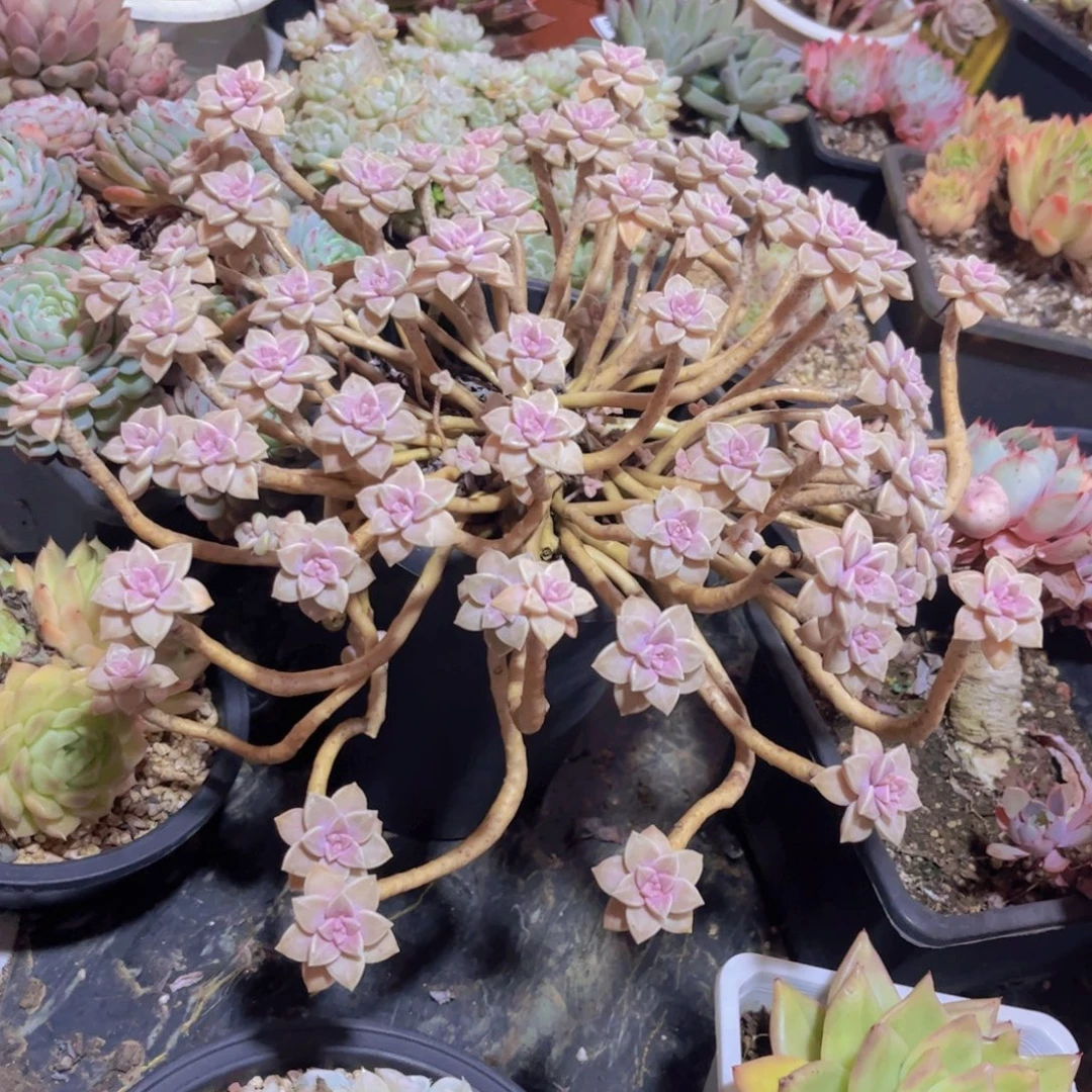 阿伦配29182多肉植物