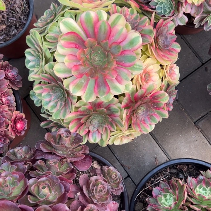 雨荷多肉植物花花