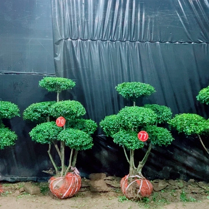 不开花植物一物一拍一物一拍