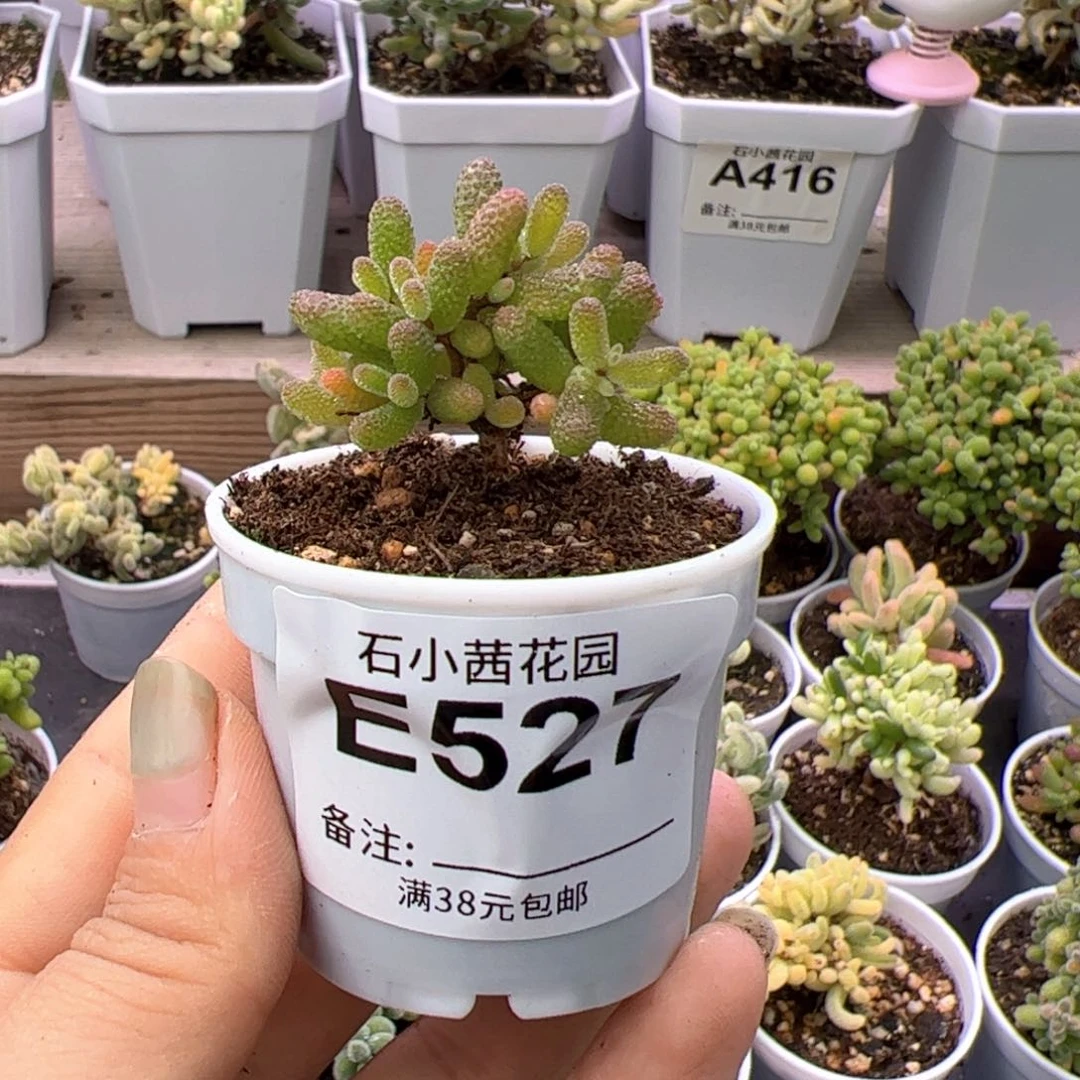 安*多肉植物枝干假飞机猪-折后