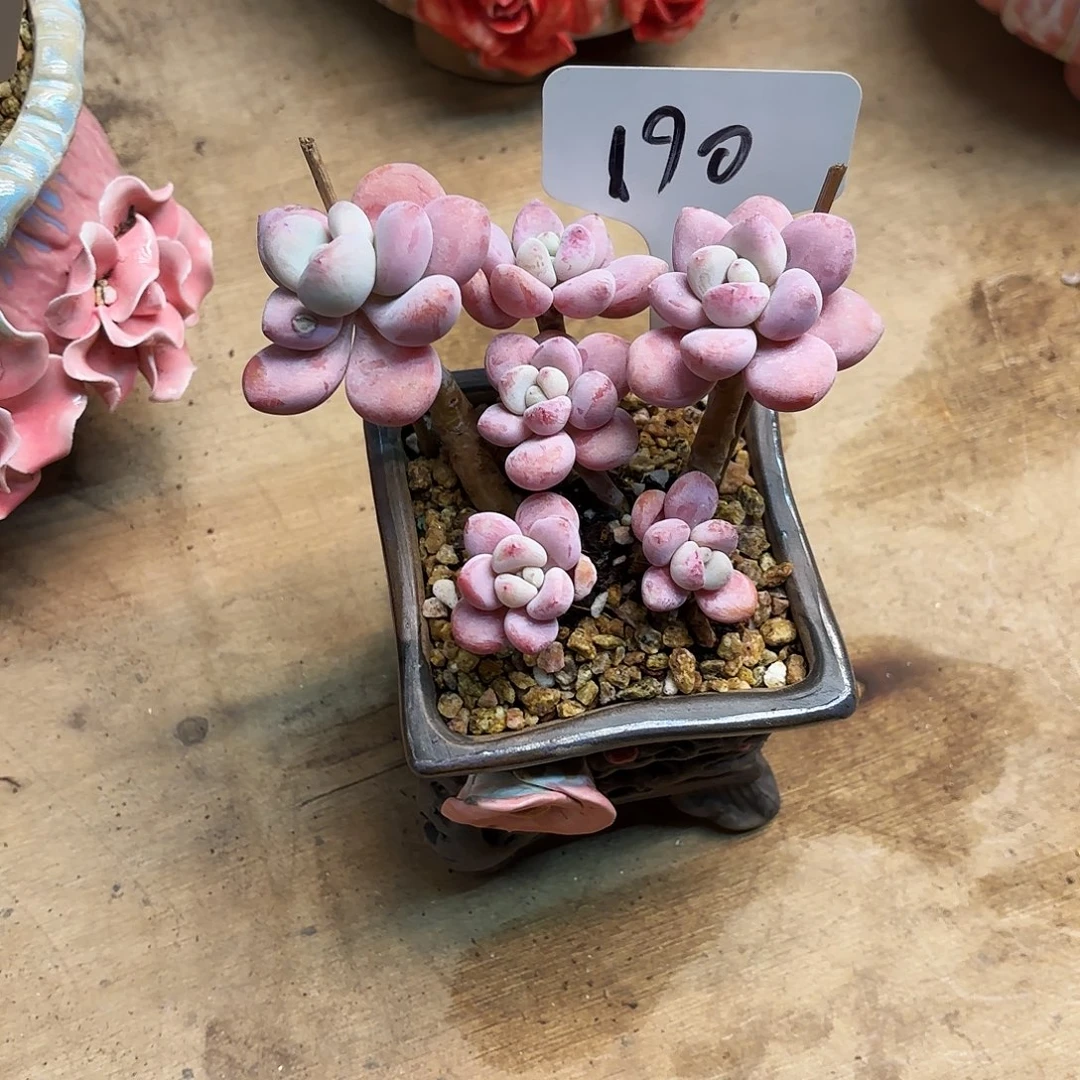 多肉植物，落神190号