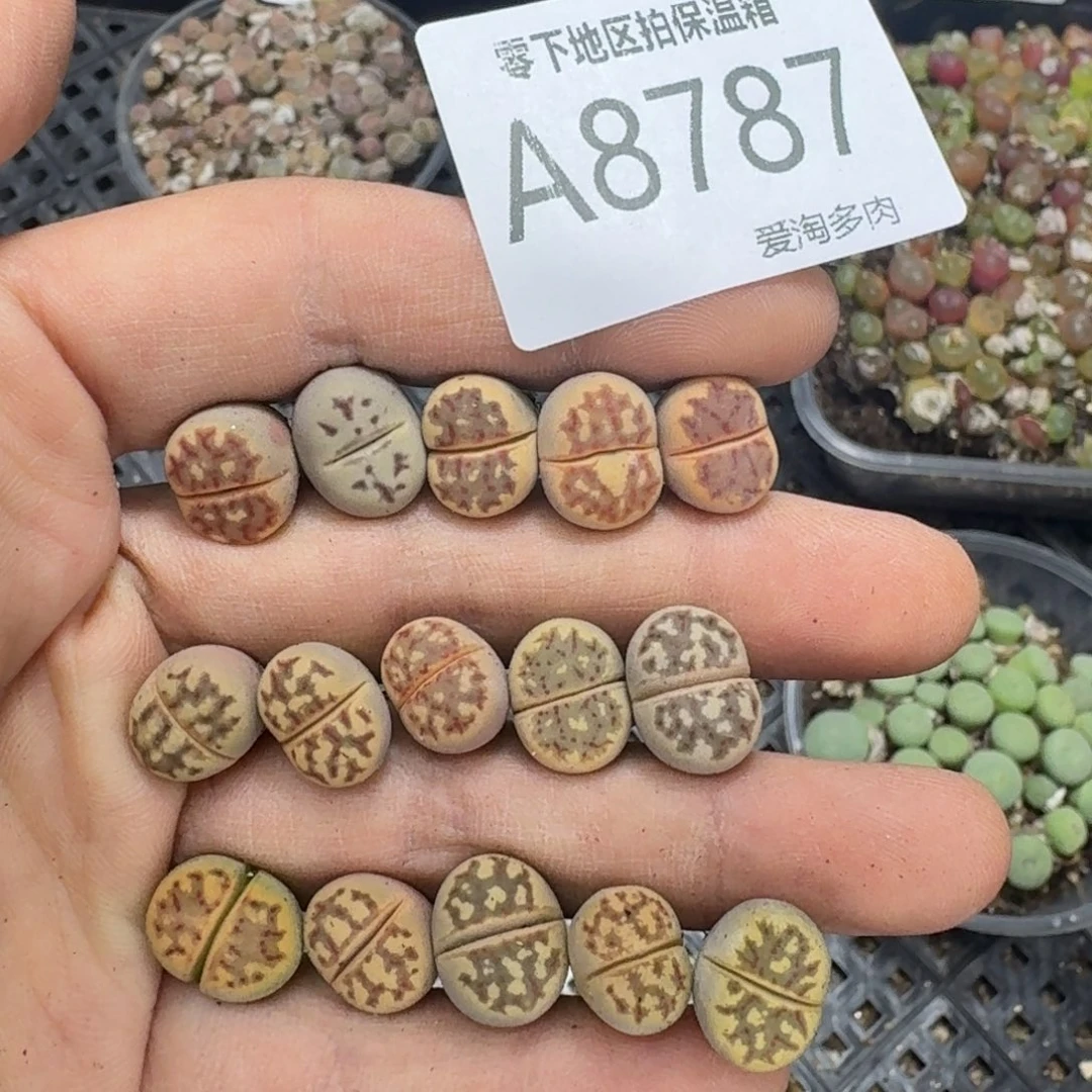 8787––零下地区需拍保温箱