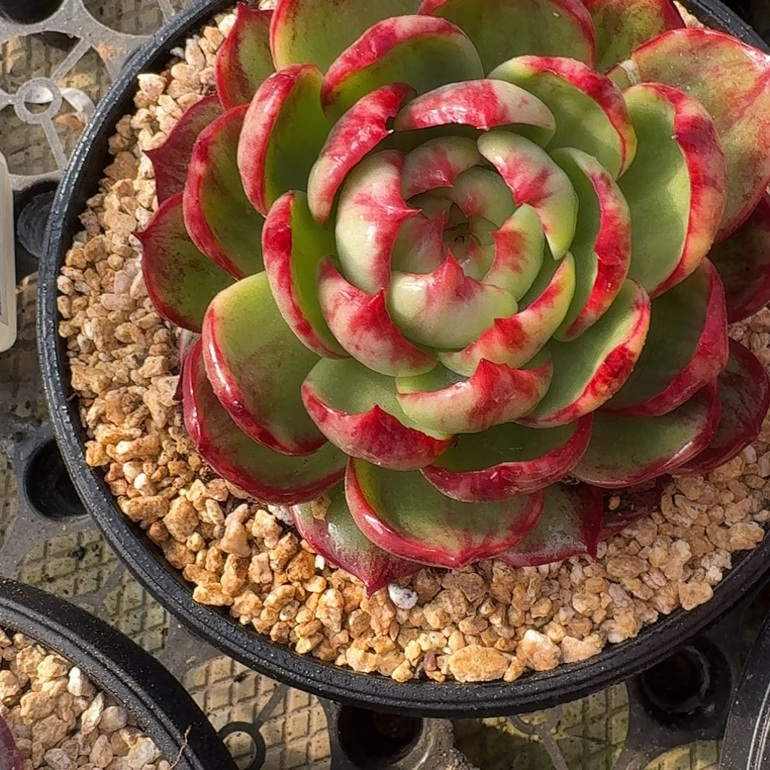 惊鸿仙子多肉植物