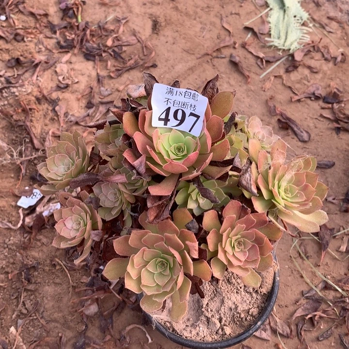497桃花石手捧1号