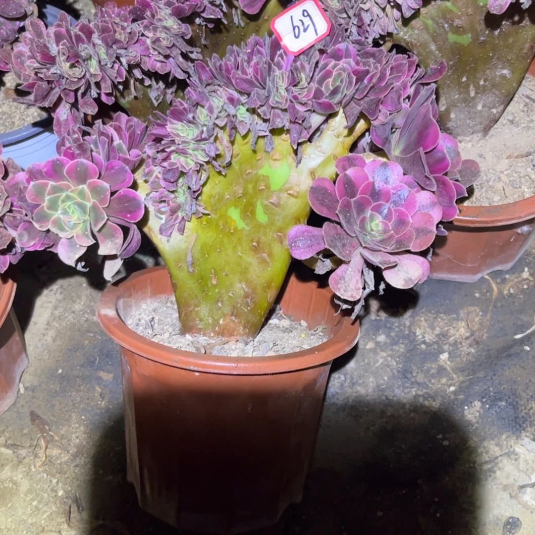 629多肉植物美杜莎缀化