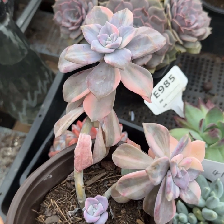 紫了锦惊鸿一物一拍包装收缩花旱