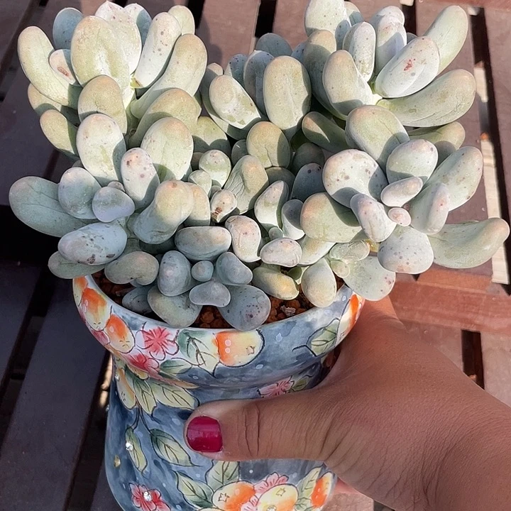 米可老桩多肉植物