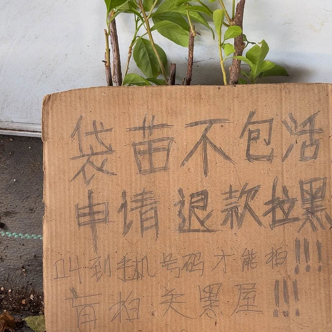 锦***房当前无花朵，栽培后可花朵袋苗盲盒三颗10不包活