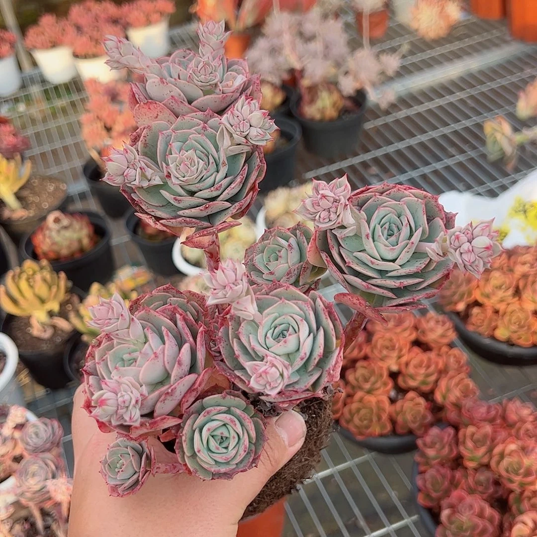 克罗地亚玫瑰160杯多肉