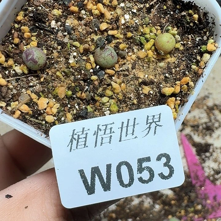 053号多肉植物哇x c