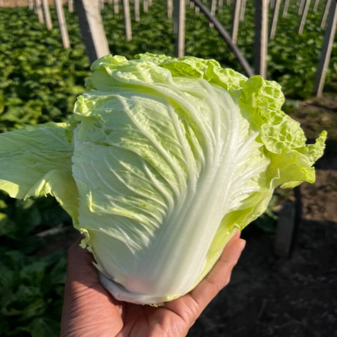 《罐哥家庭农场》夏阳白白菜 5斤-5.5斤个别带有虫眼介意勿拍白菜