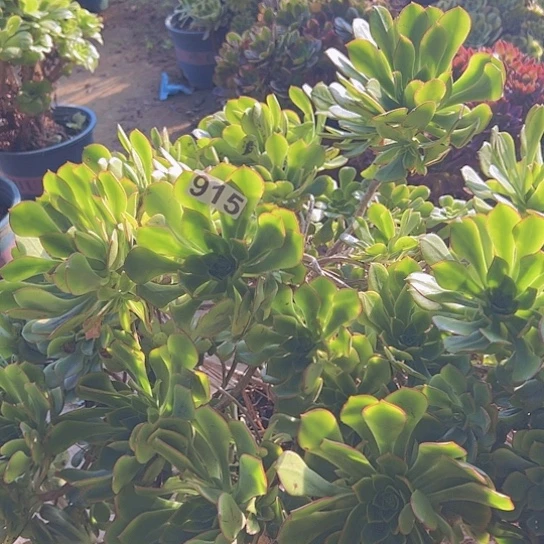 善***意多肉植物一个彩碟