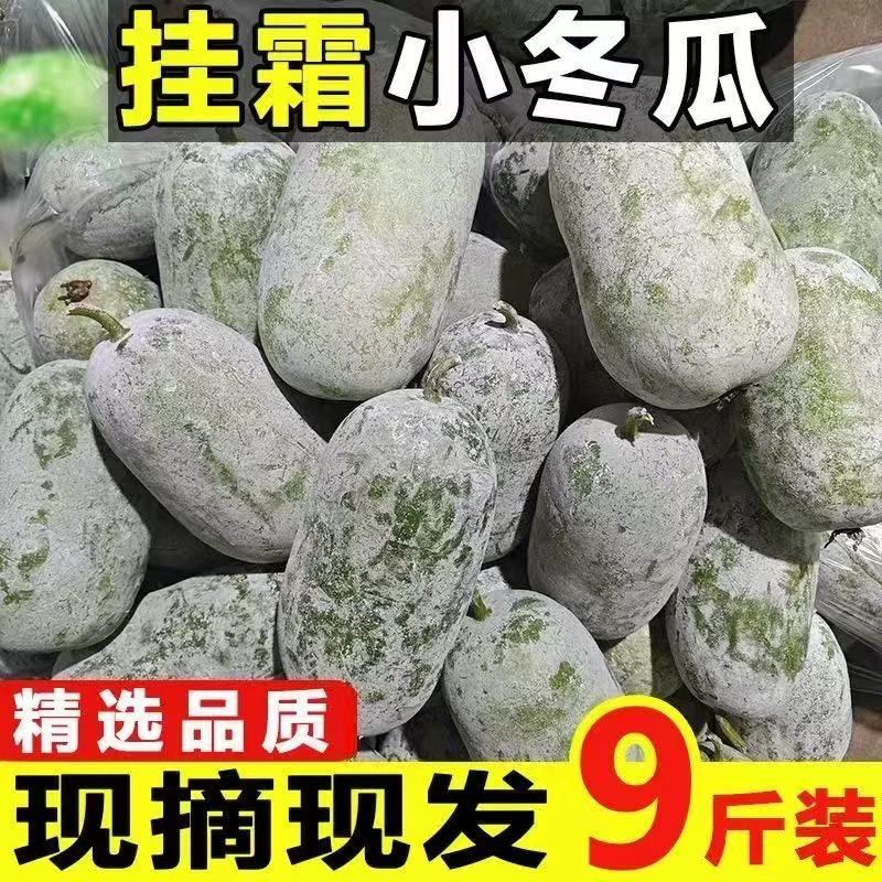 新鲜小冬瓜现摘现发水果冬瓜迷你挂霜冬瓜新鲜蔬菜9斤Z