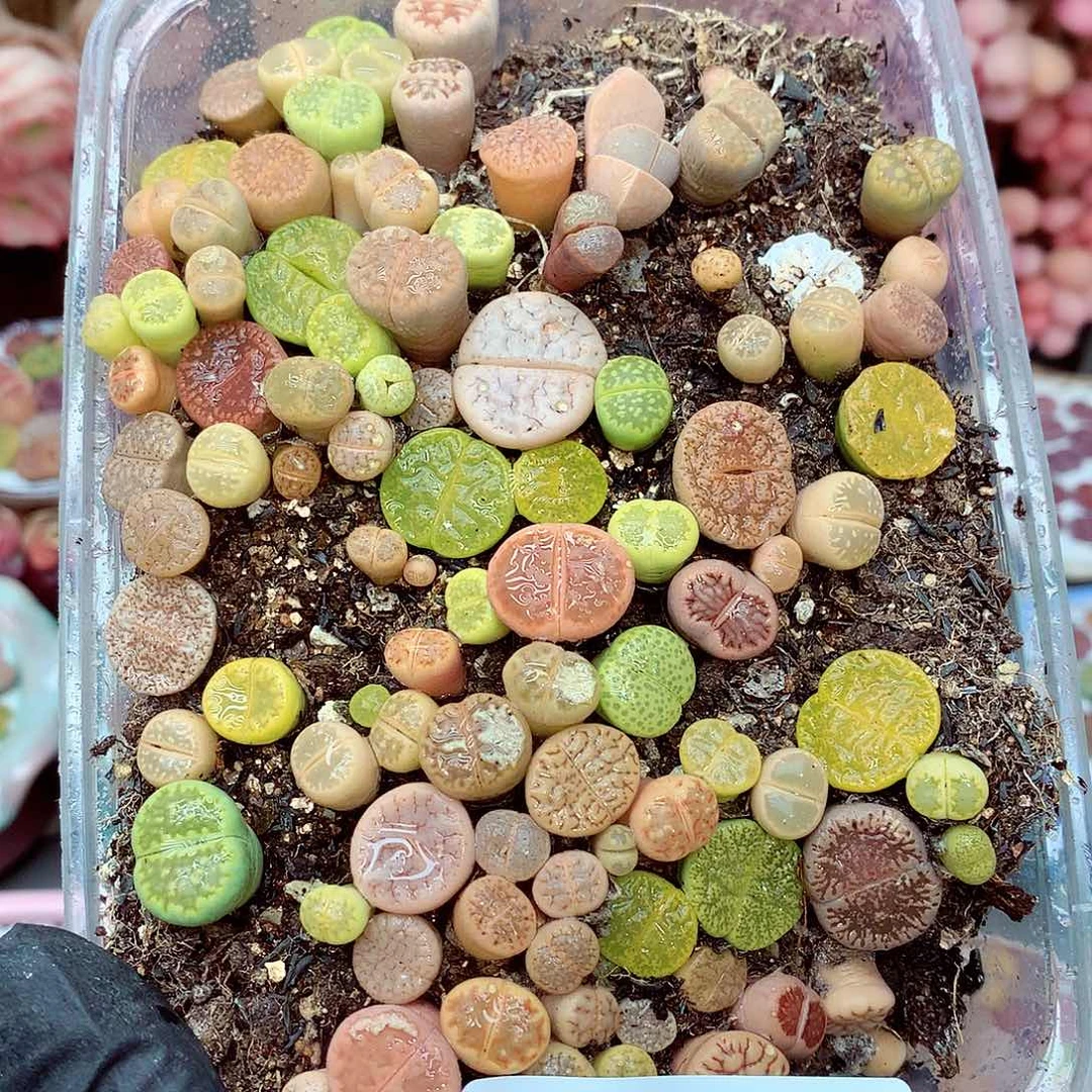 生石花满18包邮8-74