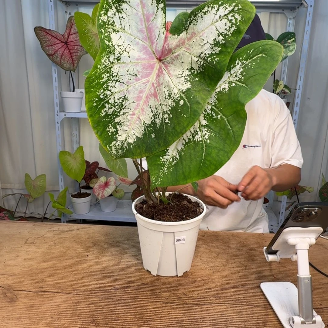 k****无花朵粉云   0003