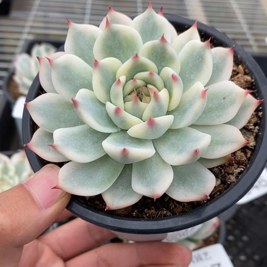 吉娃娃锦多肉植物A648