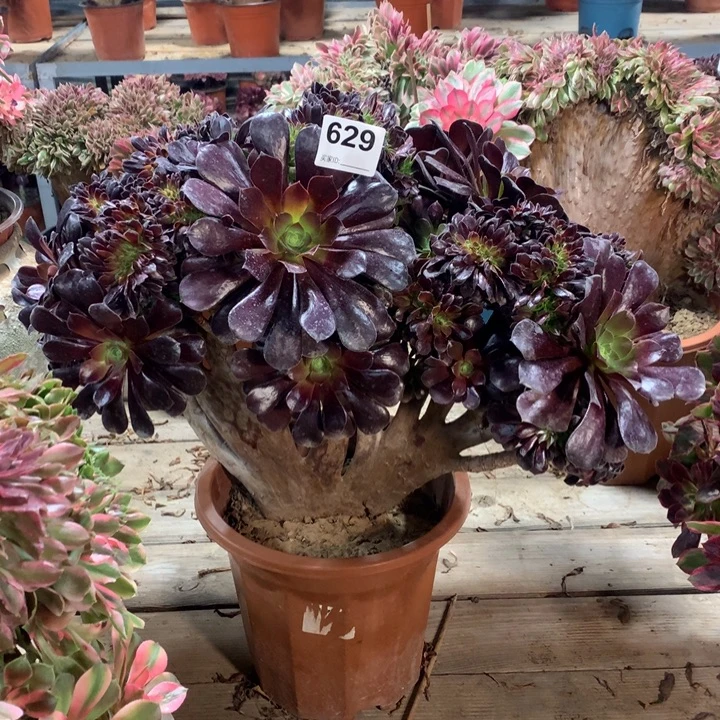 629欧紫缀多肉法师