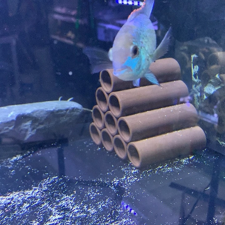 高***新慈鲷鱼直播特殊湛蓝2条
