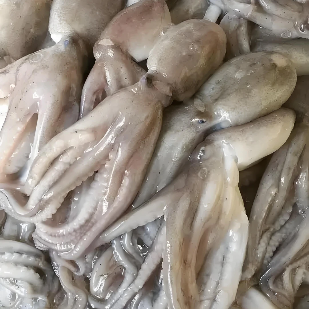深海短腿八爪鱼口感脆嫩可多种方式食用