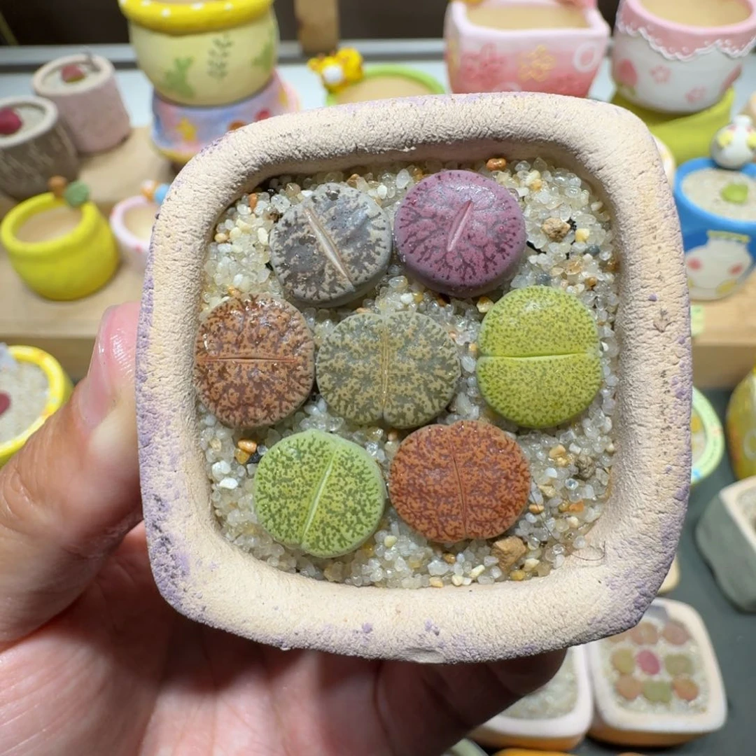 蘑菇286紫薰紫薰