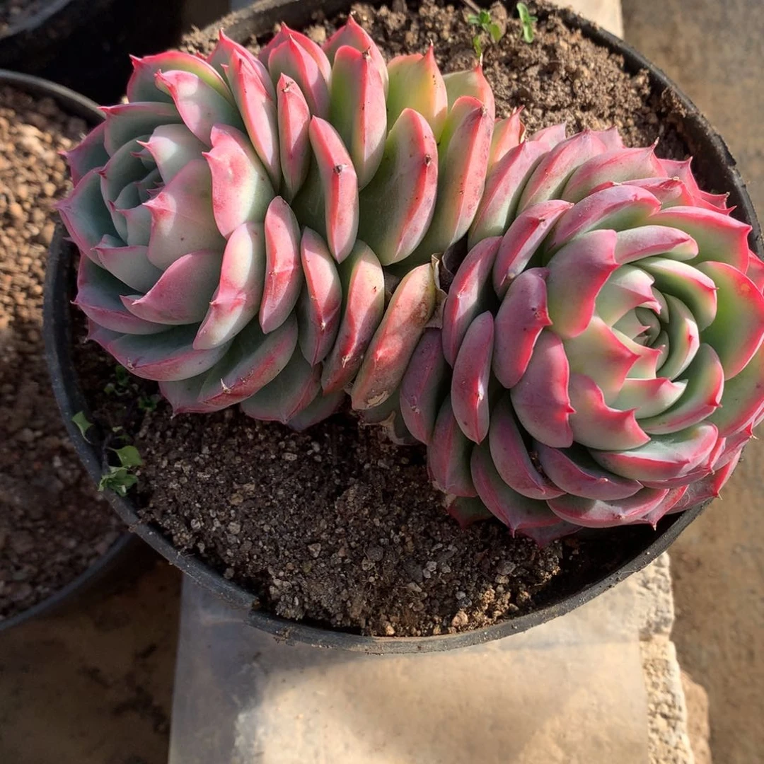 侧影多肉一物一拍