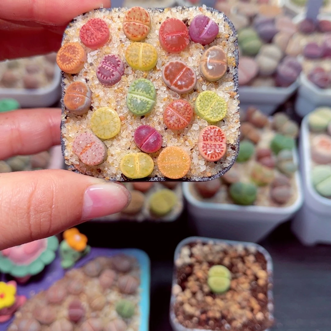 227号带盆包邮发货