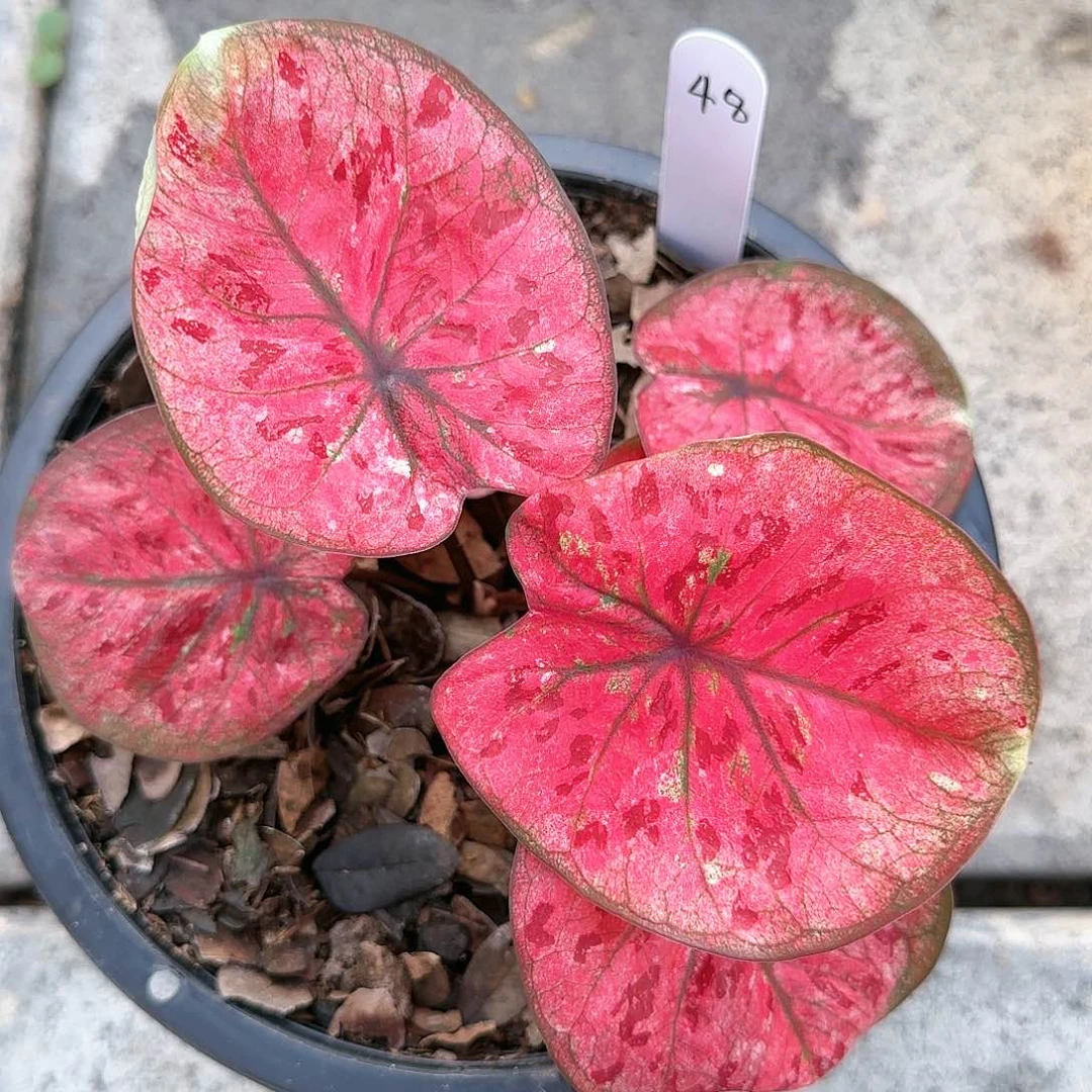 泰国彩叶芋48-0122