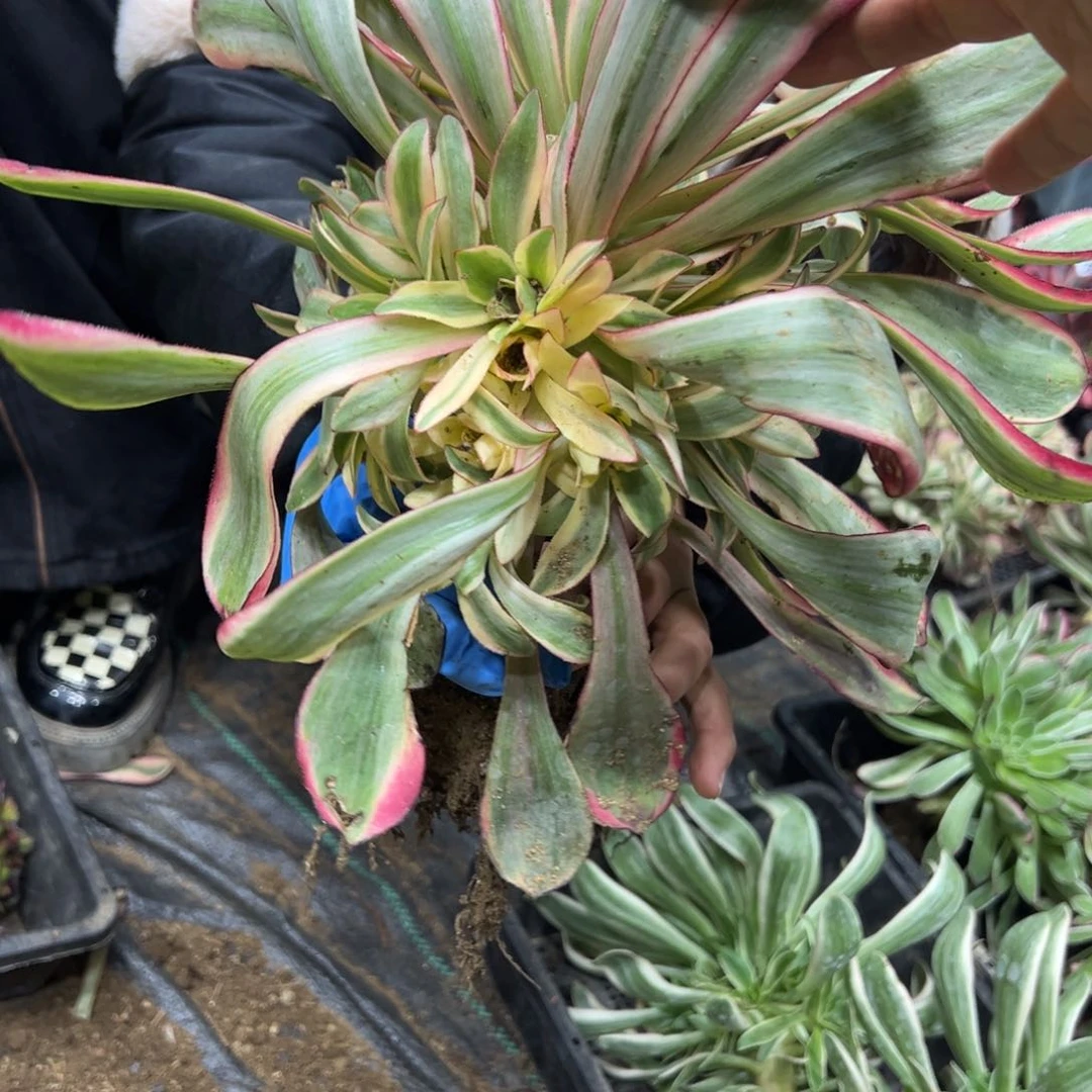 246红魔女一颗38多肉