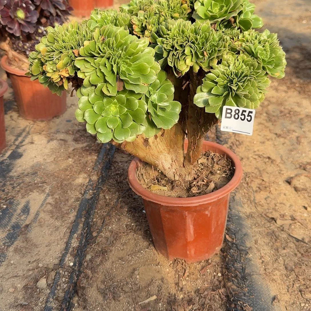 855绿缀一颗呀呀呀