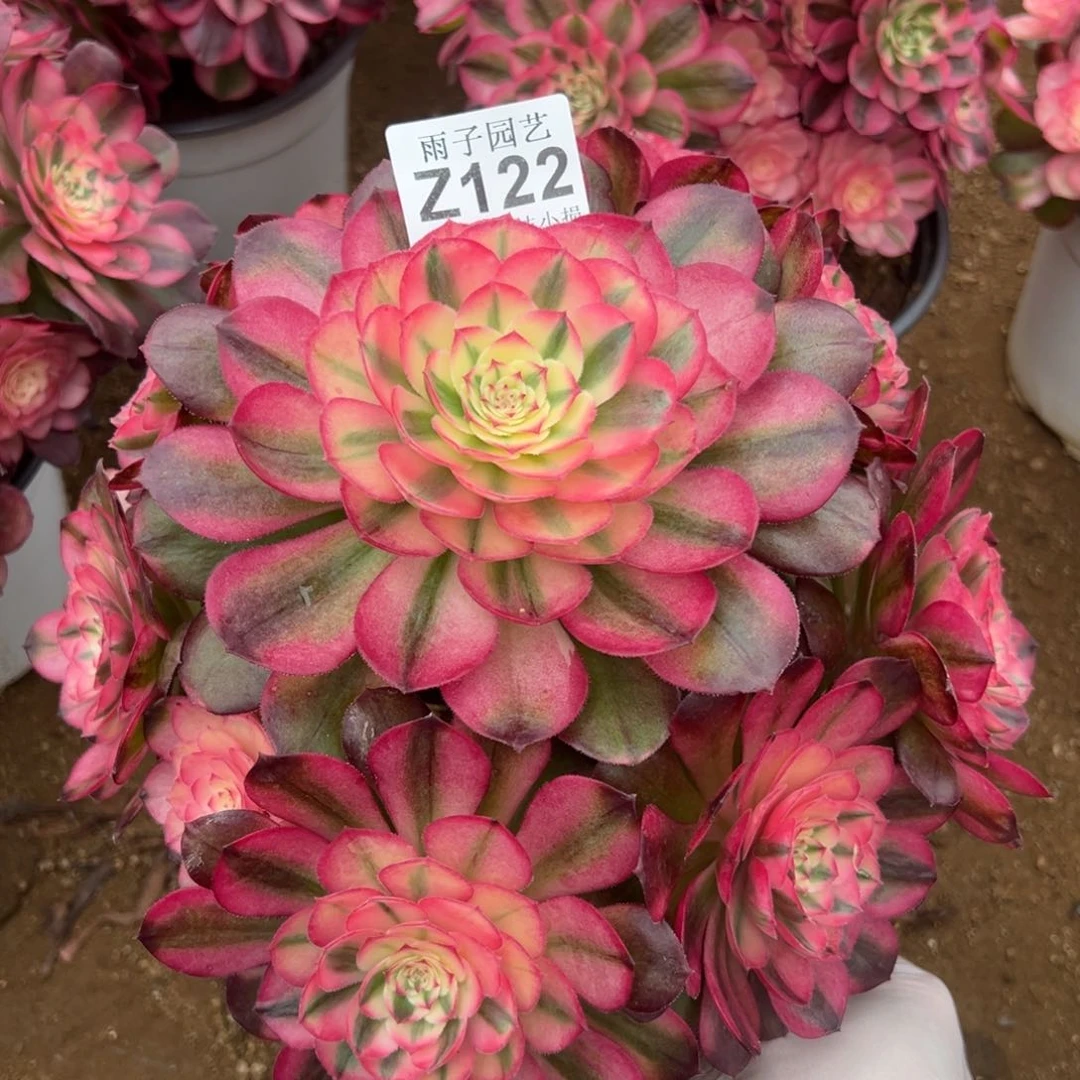 122荔枝尺寸20左右修枝特价