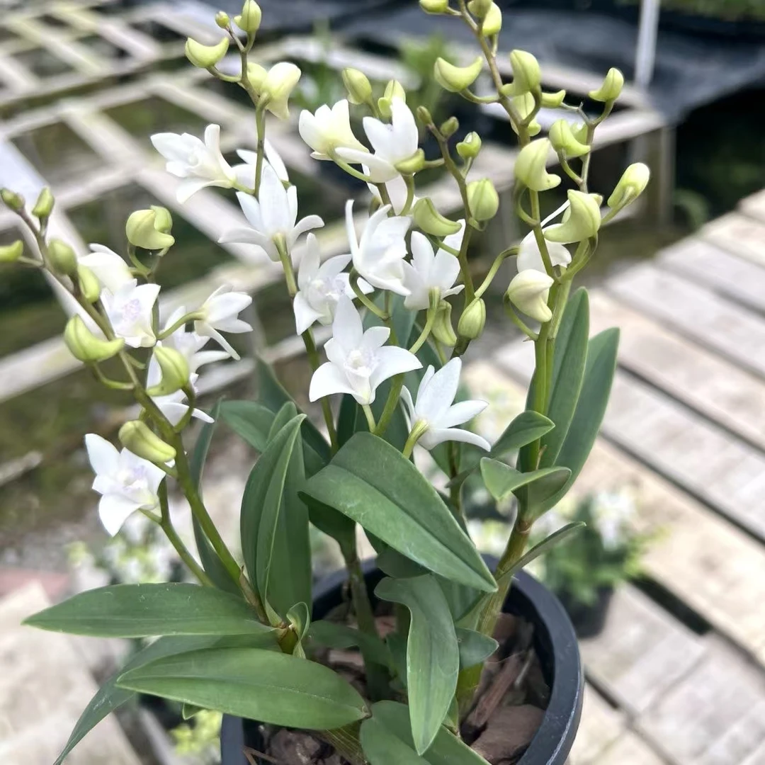 白花澳洲香水石斛（多花剑) 爆花耐寒好养 云南鲜花绿植