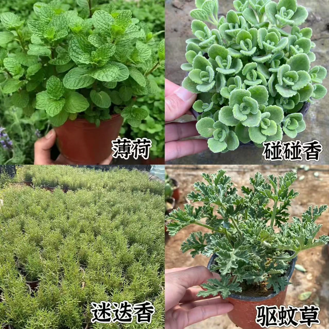 【驱蚊植物组合】薄荷迷迭香驱蚊草碰碰香盆栽多拼组合装