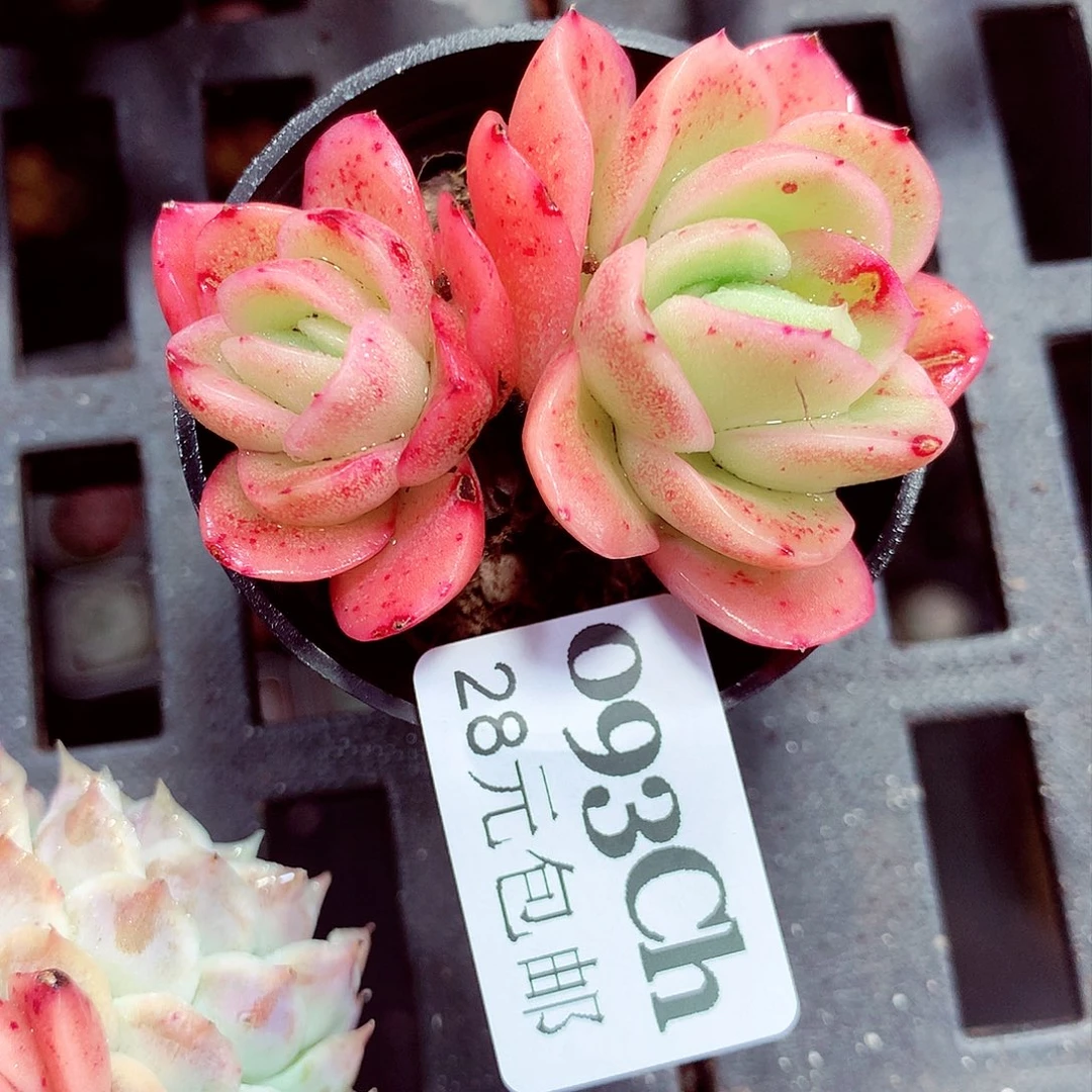 5厘米盆精控多肉093