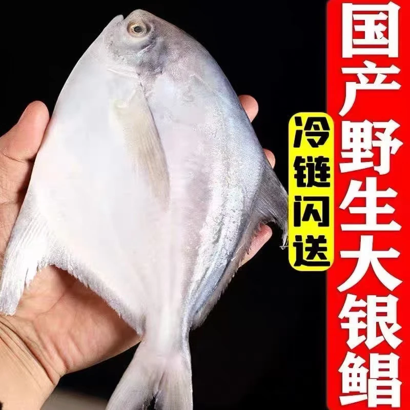 新鲜银鲳鱼 5斤包邮（一斤3条）液氮锁鲜发货顺丰包邮