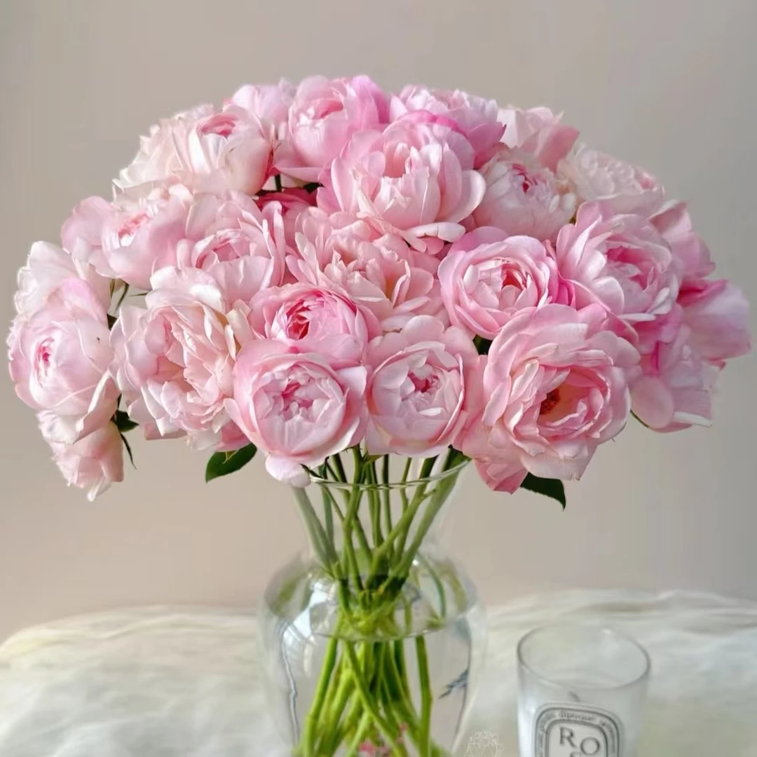 【草莓杏仁饼】多头玫瑰 基地直发 | 全场鲜花任意满2单及以上包邮