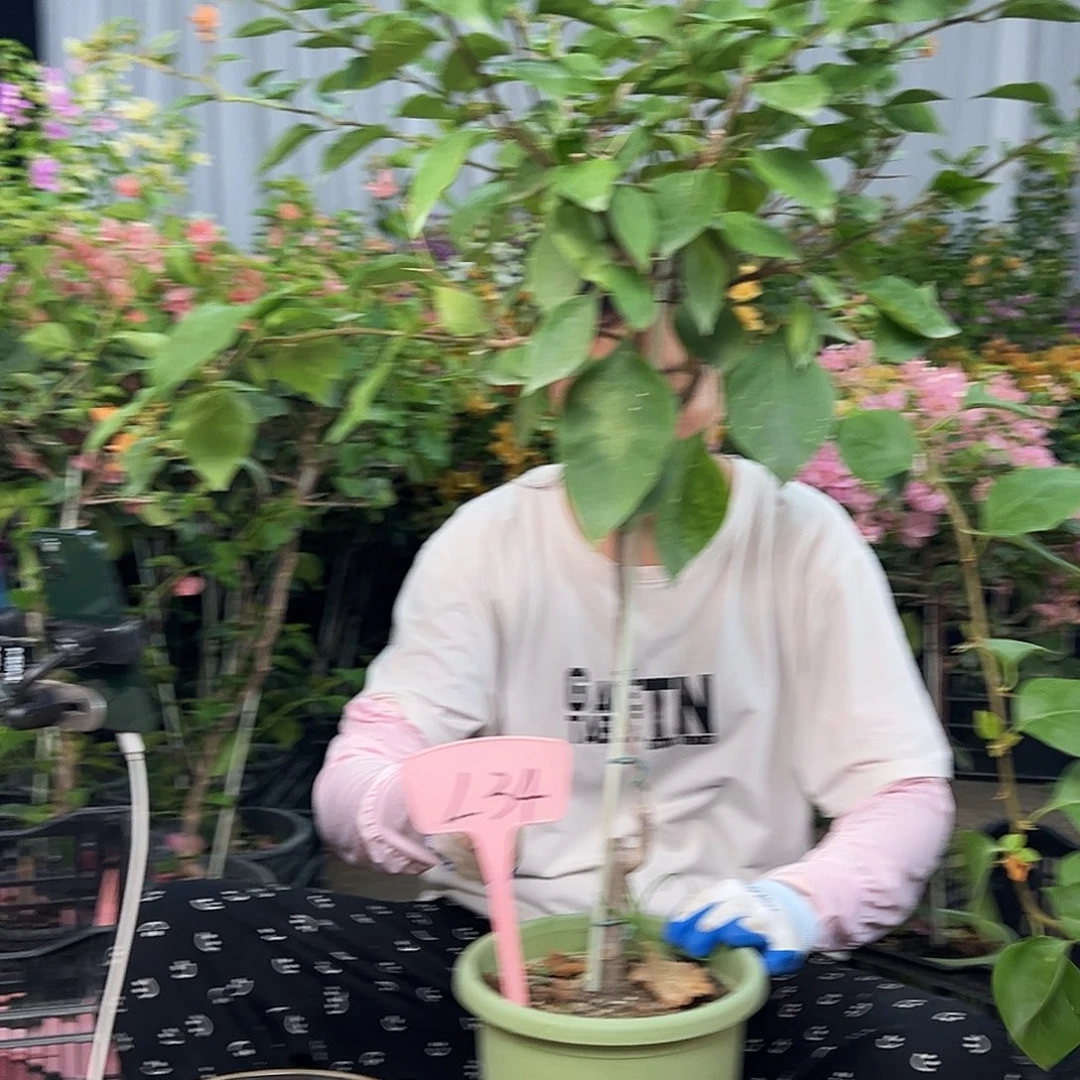 悠****大部分花苞少量开放L34波妹