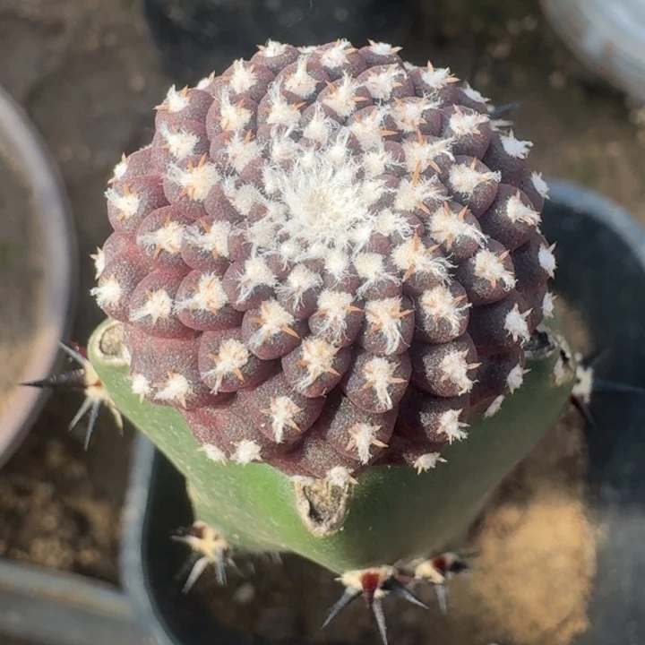 阴影，苗接6666666