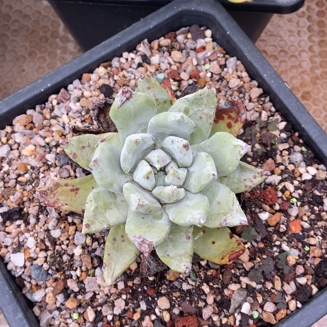 帕翠莎多肉植物啦啦啦