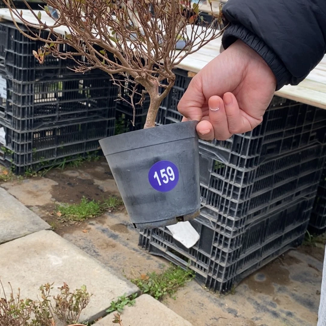 红陶风*红红火火过大年159