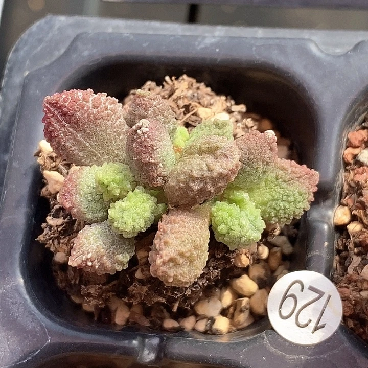 音****丸翠水泡多肉植物