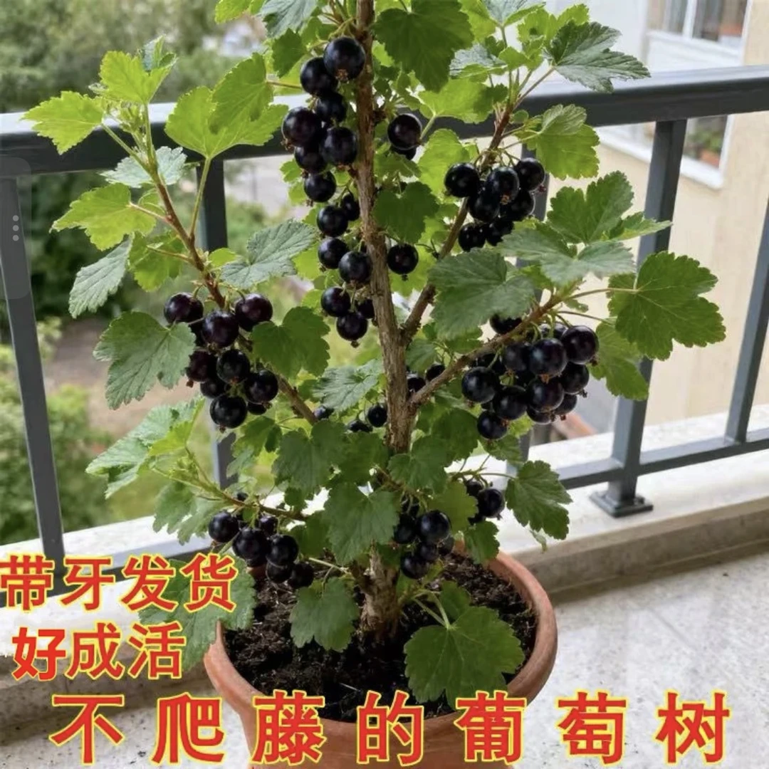 黑加仑树葡萄苗盆栽地栽耐寒耐热南北方适合种植