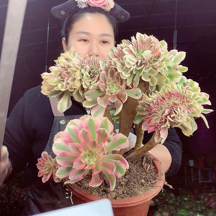 柒柒精品多肉脱土发货不包断侧枝S440
