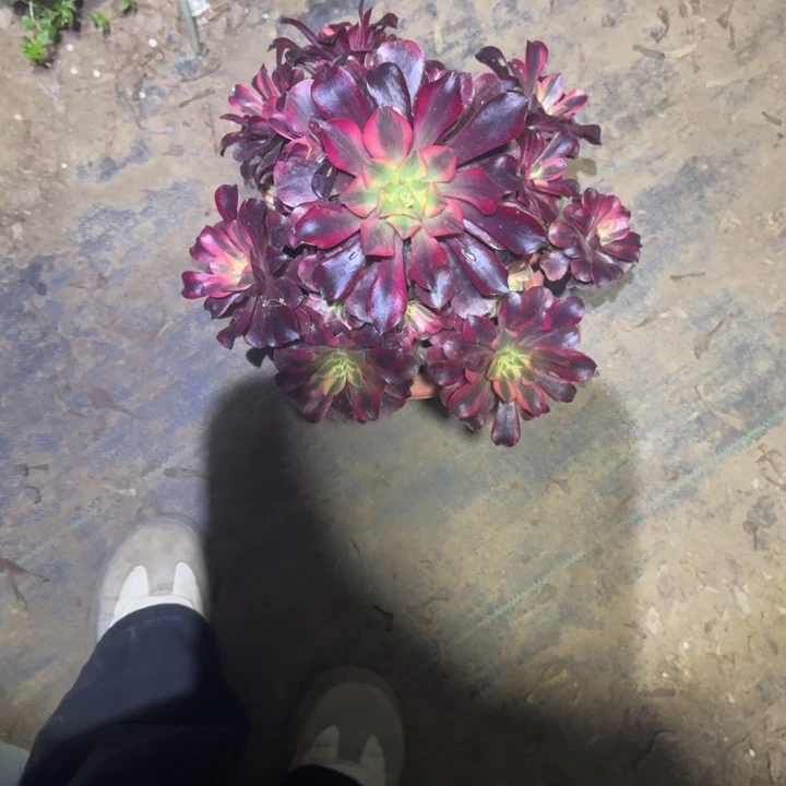 一单包邮不包侧枝37