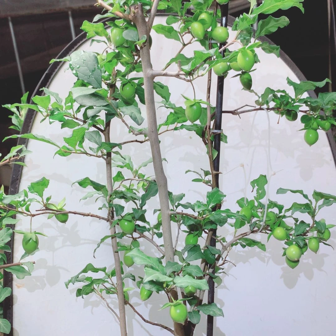 无花朵用****0你是否还记得我