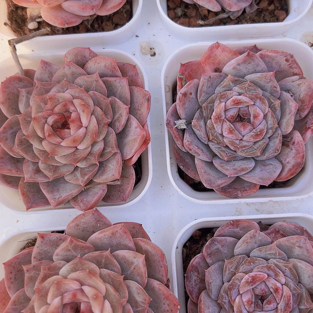 星愿冰魄19包邮多肉则
