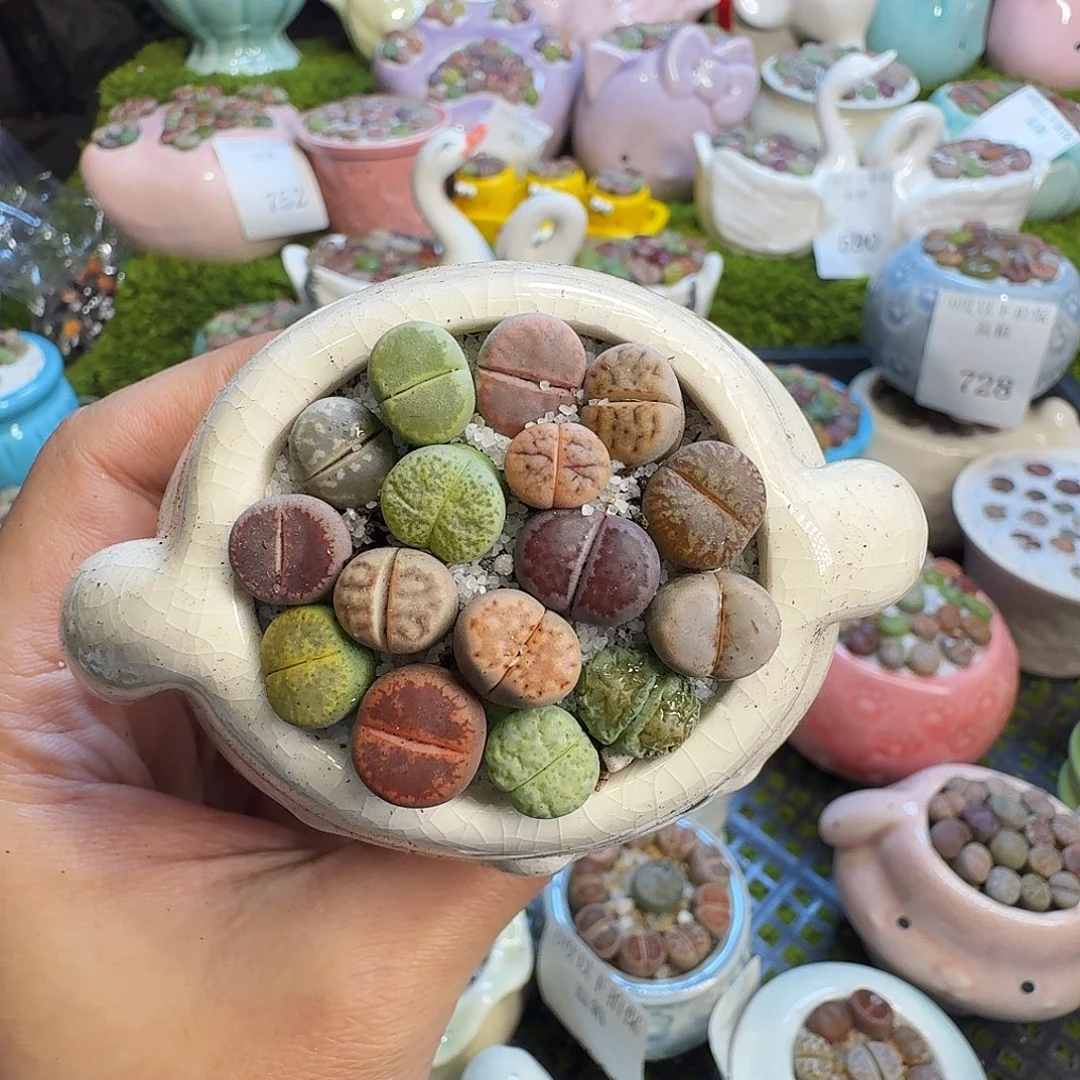 多肉葡萄的味道真的754