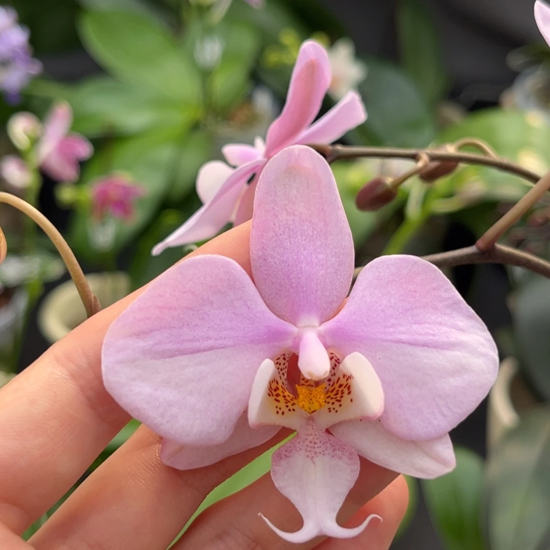 完全开放2.5寸23fv开花株